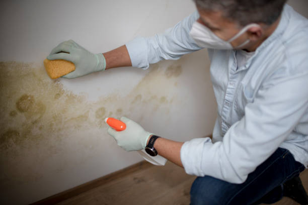 Best DIY Mold Remediation Support Services in Durant, OK