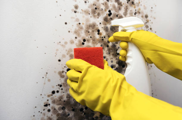 Best Kitchen Mold Remediation in Durant, OK