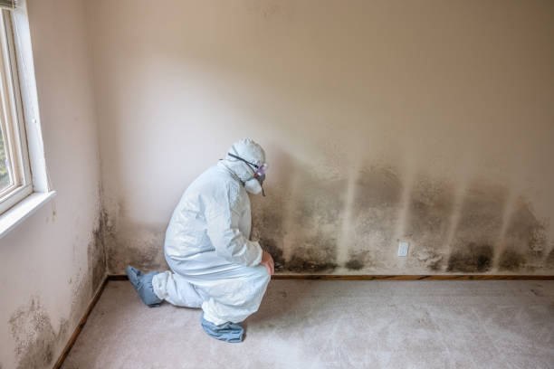 Best Post-Remediation Services in Durant, OK