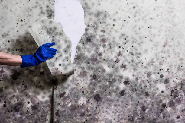 Reliable Durant, OK Mold Remediation Solutions